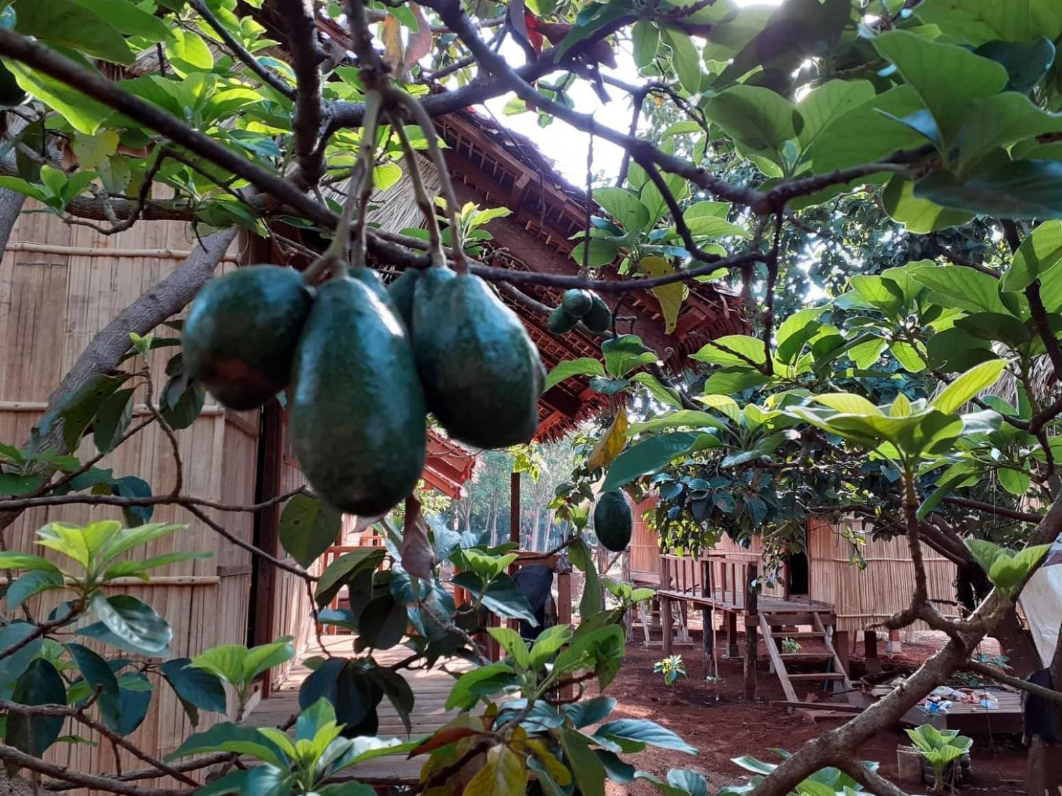 Tribal Village Homestay & Trekking Banlung Ngoại thất bức ảnh
